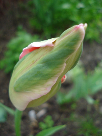 Tulipa Fantasy Parrot (2010, April 24) - Tulipa Fantasy Parrot