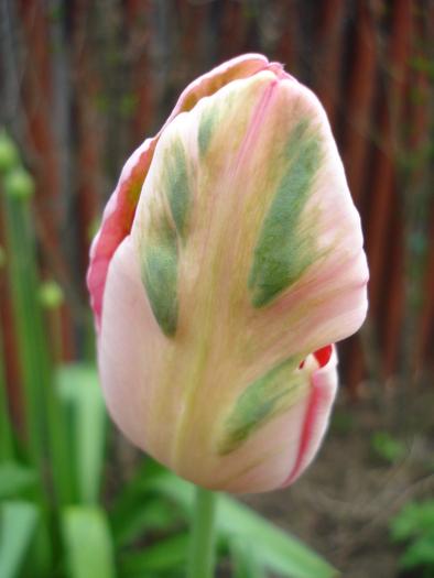 Tulipa Fantasy Parrot (2010, April 25)