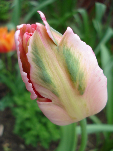 Tulipa Fantasy Parrot (2010, April 25) - Tulipa Fantasy Parrot