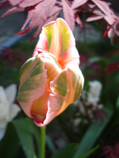 Tulipa Fantasy Parrot (2010, April 26) - Tulipa Fantasy Parrot