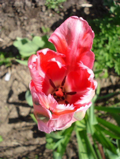 Tulipa Fantasy Parrot (2010, April 26) - Tulipa Fantasy Parrot