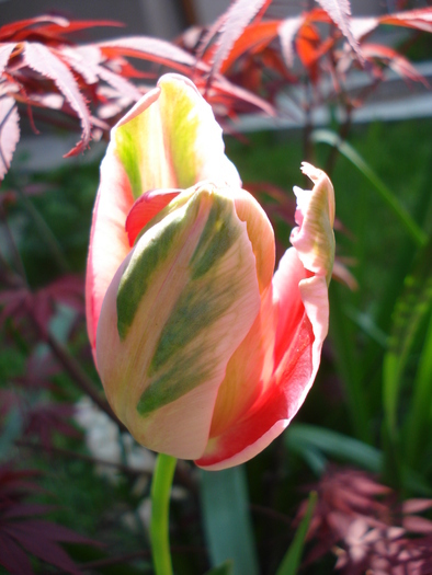 Tulipa Fantasy Parrot (2010, April 26) - Tulipa Fantasy Parrot