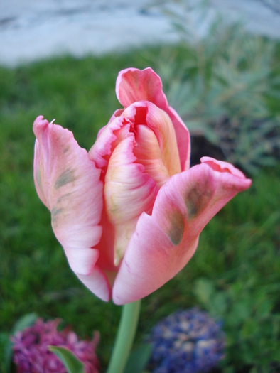 Tulipa Fantasy Parrot (2010, April 28)