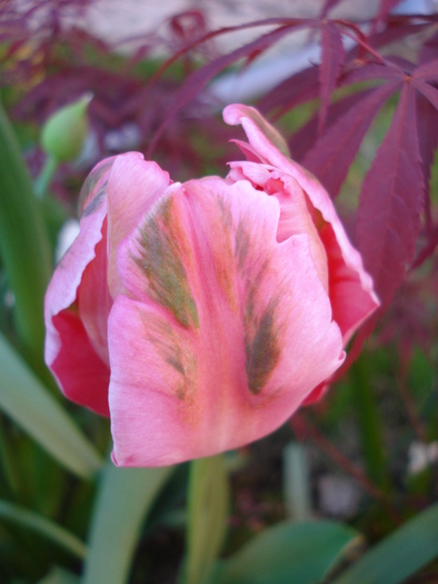 Tulipa Fantasy Parrot (2010, April 28)