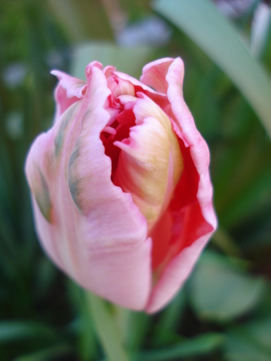 Tulipa Fantasy Parrot (2010, April 28)