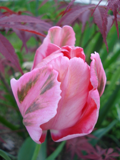 Tulipa Fantasy Parrot (2010, April 29)