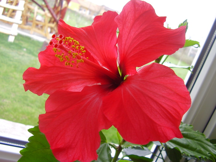  - hibiscus