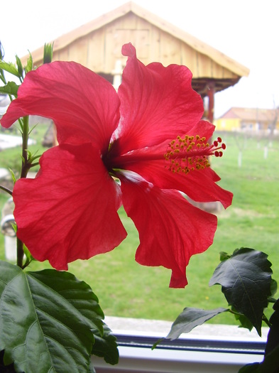  - hibiscus