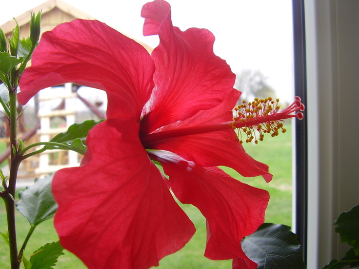  - hibiscus