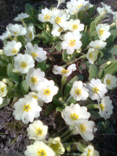 Imagine0591 - flori de primavara