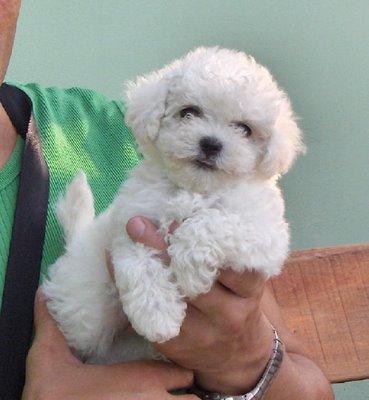 fluffy-adoptat deea1234 - adopta un animalutz 2