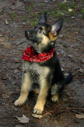 king-adoptat de Oana10