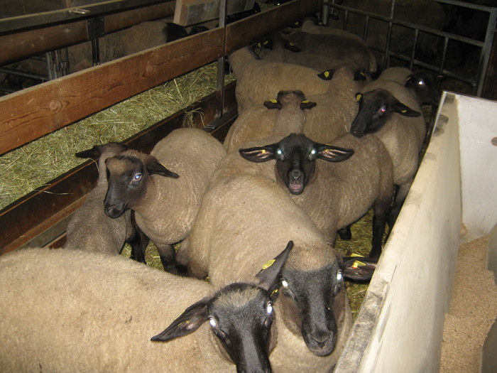 miei suffolk de vanzare-Austria - oi suffolk stahrl si texel-Firma kolcsar-Oroszlany