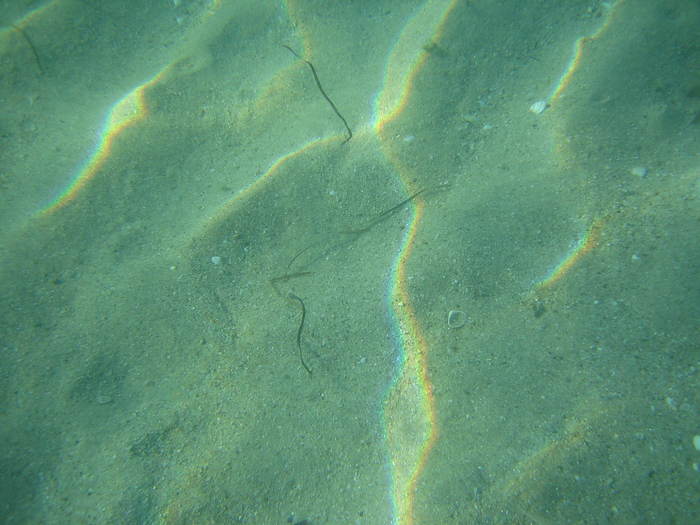 IMG_0176 - meduza imensa si sub apa