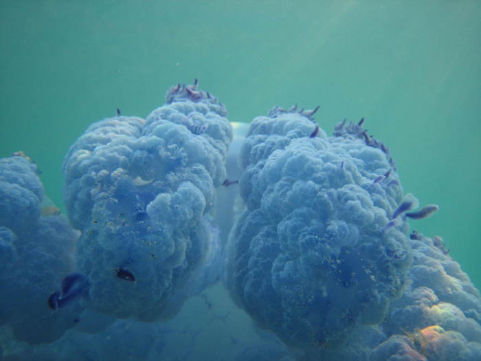 IMG_0217 - picioare de meduza - meduza pozata de jos in sus - meduza imensa si sub apa