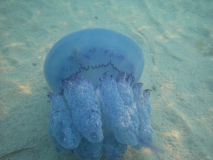 IMG_0218 - meduza albastra gigant - meduza imensa si sub apa
