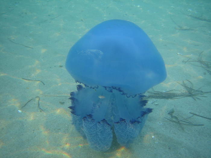IMG_0222 - meduza imensa si sub apa