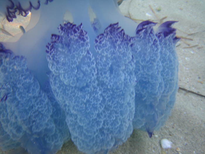 IMG_0226 - meduza imensa si sub apa