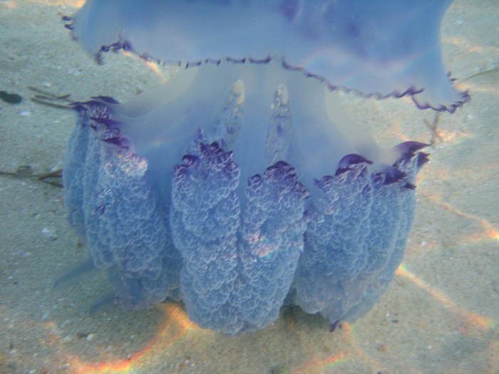 IMG_0227 - meduza imensa si sub apa