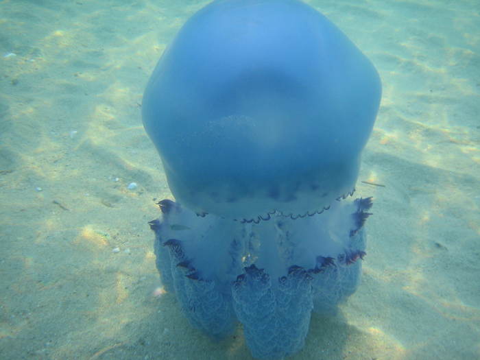 IMG_0230 - meduza albastra gigant - meduza imensa si sub apa
