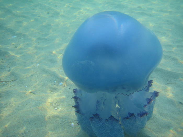 IMG_0231 - meduza albastra gigant - meduza imensa si sub apa
