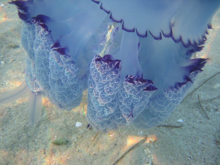 IMG_0233 - meduza imensa si sub apa