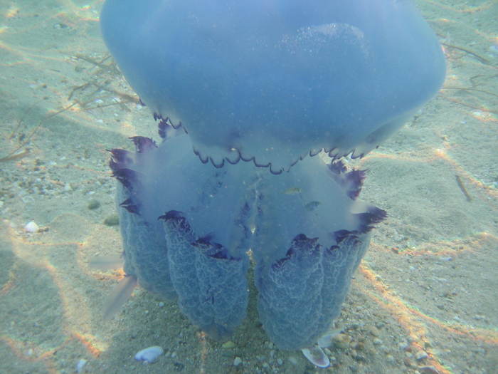 IMG_0234 - meduza albastra gigant - meduza imensa si sub apa