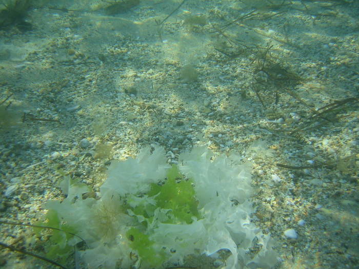 IMG_0236 - meduza imensa si sub apa