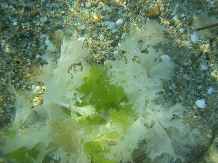 IMG_0237 - meduza imensa si sub apa