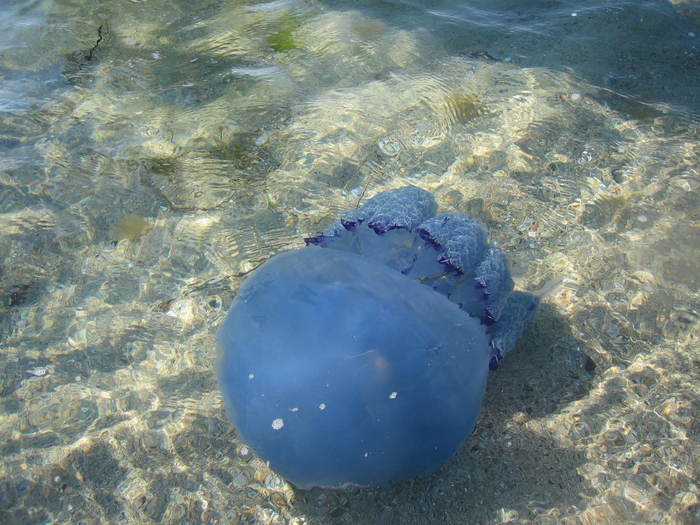 IMG_0238 - meduza albastra gigant - meduza imensa si sub apa