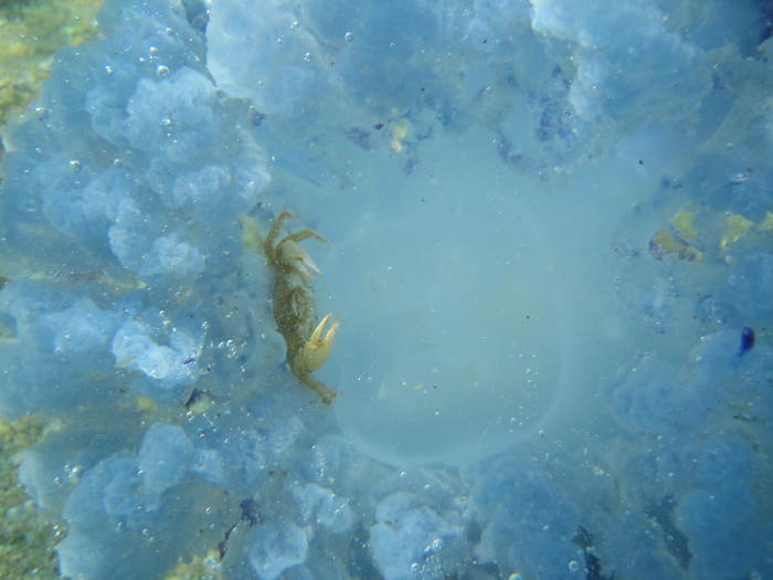 IMG_0246 - meduza fara cap - meduza imensa si sub apa