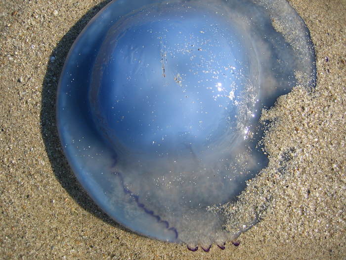 IMG_0250 - cap de meduza - meduza imensa si sub apa