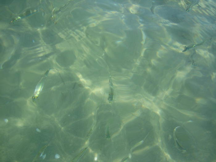 IMG_0273 - pesti - meduza imensa si sub apa
