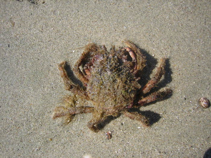 IMG_0293 - crab - meduza imensa si sub apa