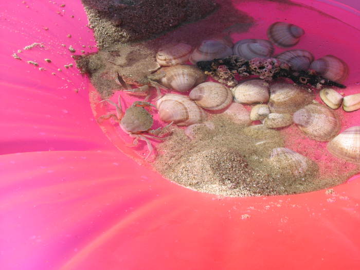 IMG_0300 - meduza imensa si sub apa