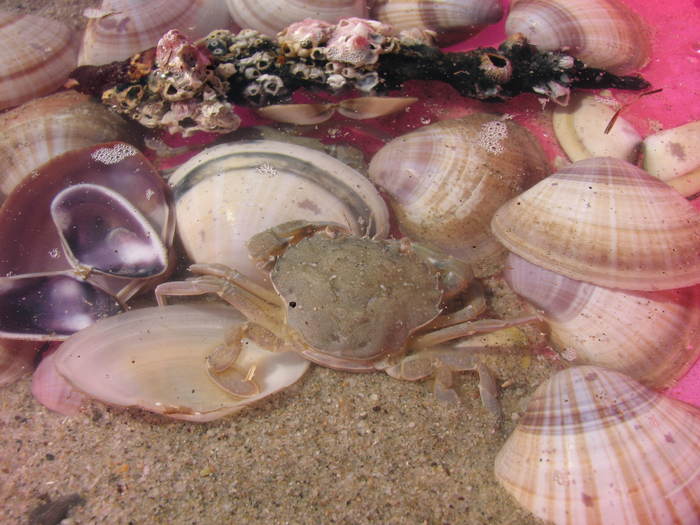 IMG_0307 - crabi - meduza imensa si sub apa