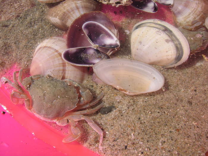 IMG_0308 - crabi - meduza imensa si sub apa