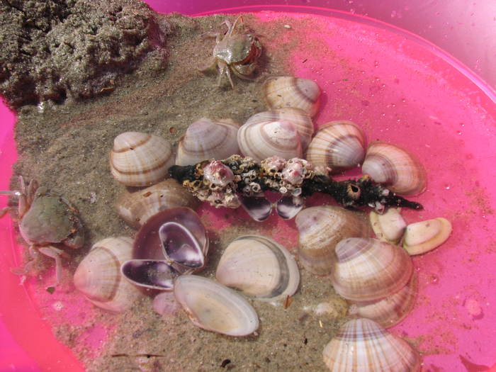 IMG_0309 - crabi - meduza imensa si sub apa