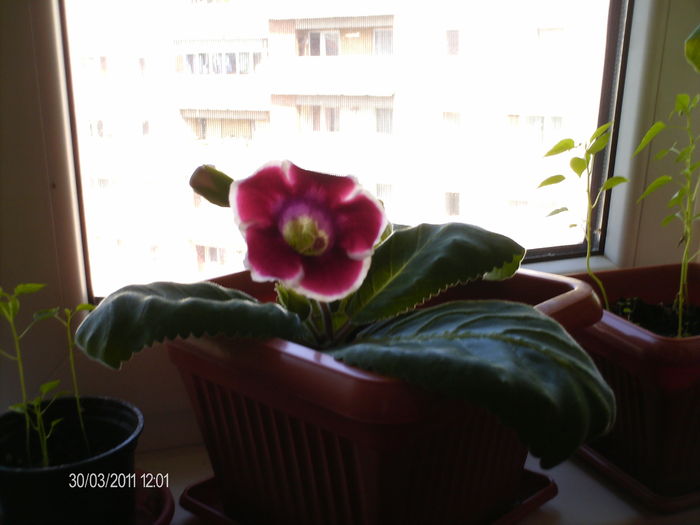 gloxinia - Florile Mariei