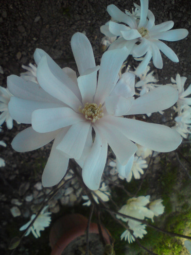 magnoliu  stelat  alb - FLORILE  ANULUI  2011