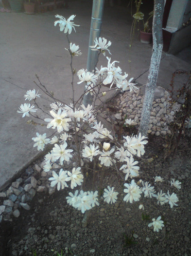 magnoliu  stelat  alb - FLORILE  ANULUI  2011