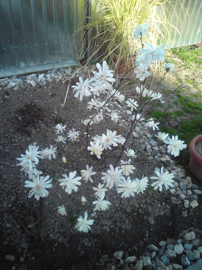 magnoliu  stelat  alb - FLORILE  ANULUI  2011
