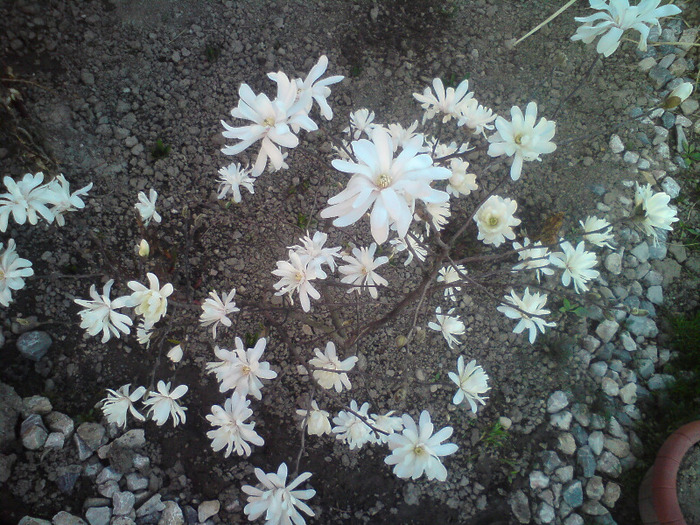 magnoliu  stelat  alb - FLORILE  ANULUI  2011