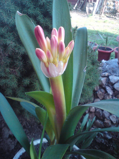 clivia  oranj - FLORILE  ANULUI  2011