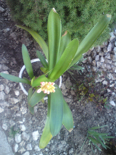 clivia  oranj - FLORILE  ANULUI  2011