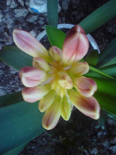 clivia  oranj - FLORILE  ANULUI  2011