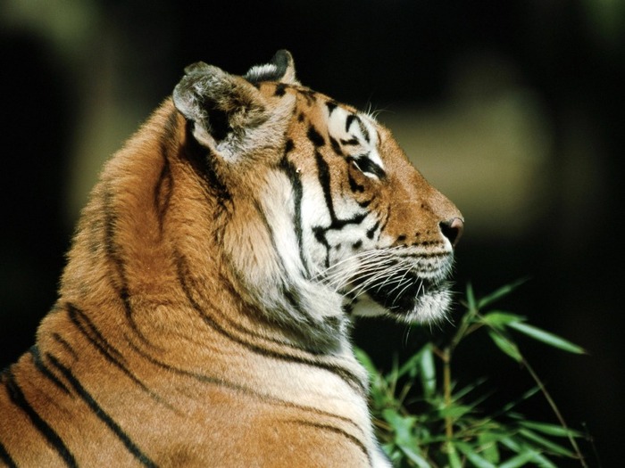 tiger-6 - Tigers