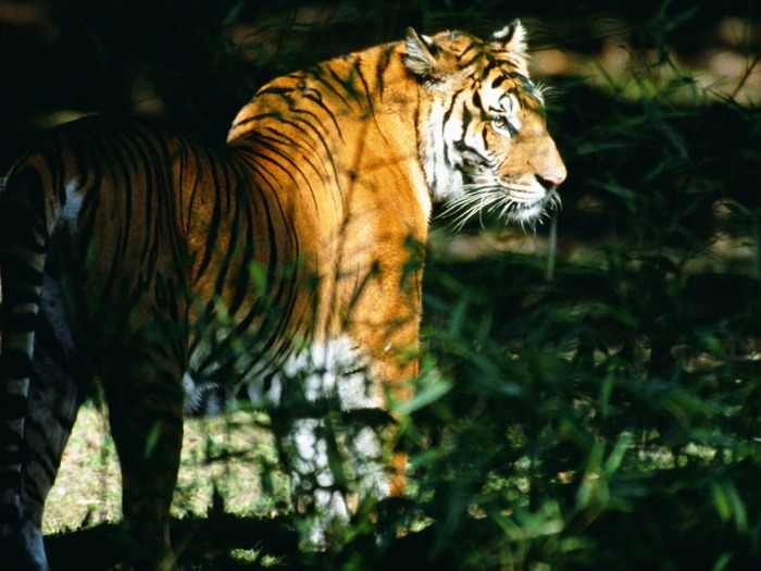 tiger-7 - Tigers