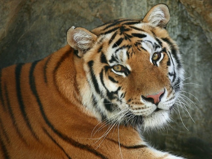 tiger-13 - Tigers