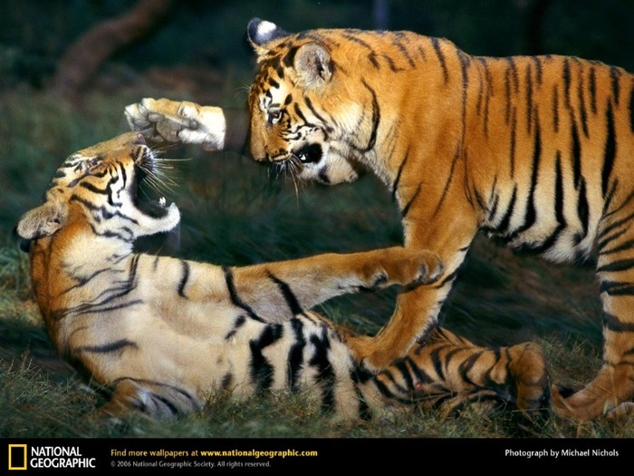 tiger-15 - Tigers